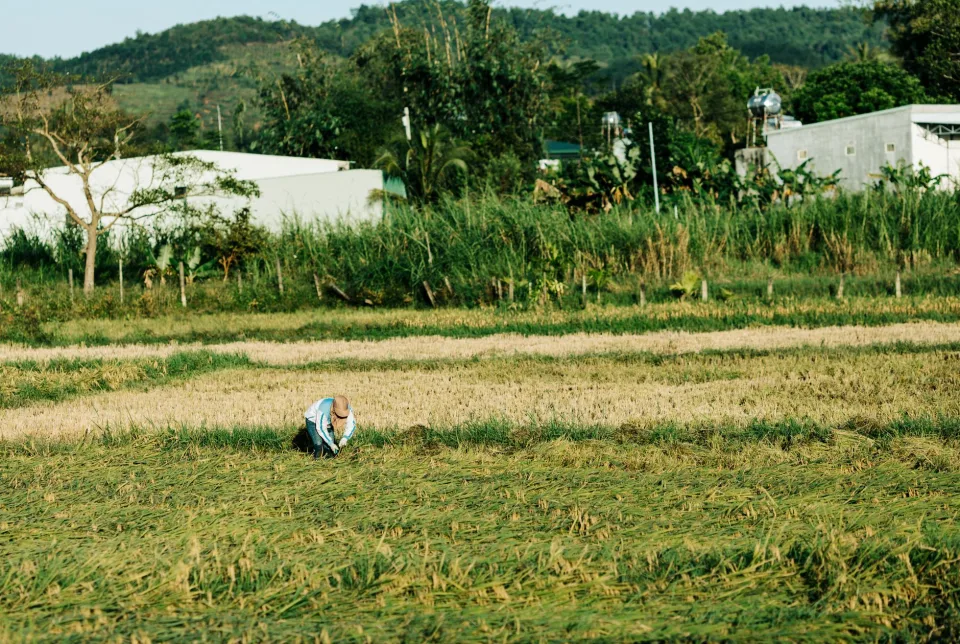 Kho gạo của Lê Thị Ba